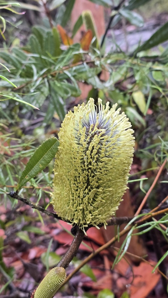 Banksia oblongifolia (Banksia oblongifolia)