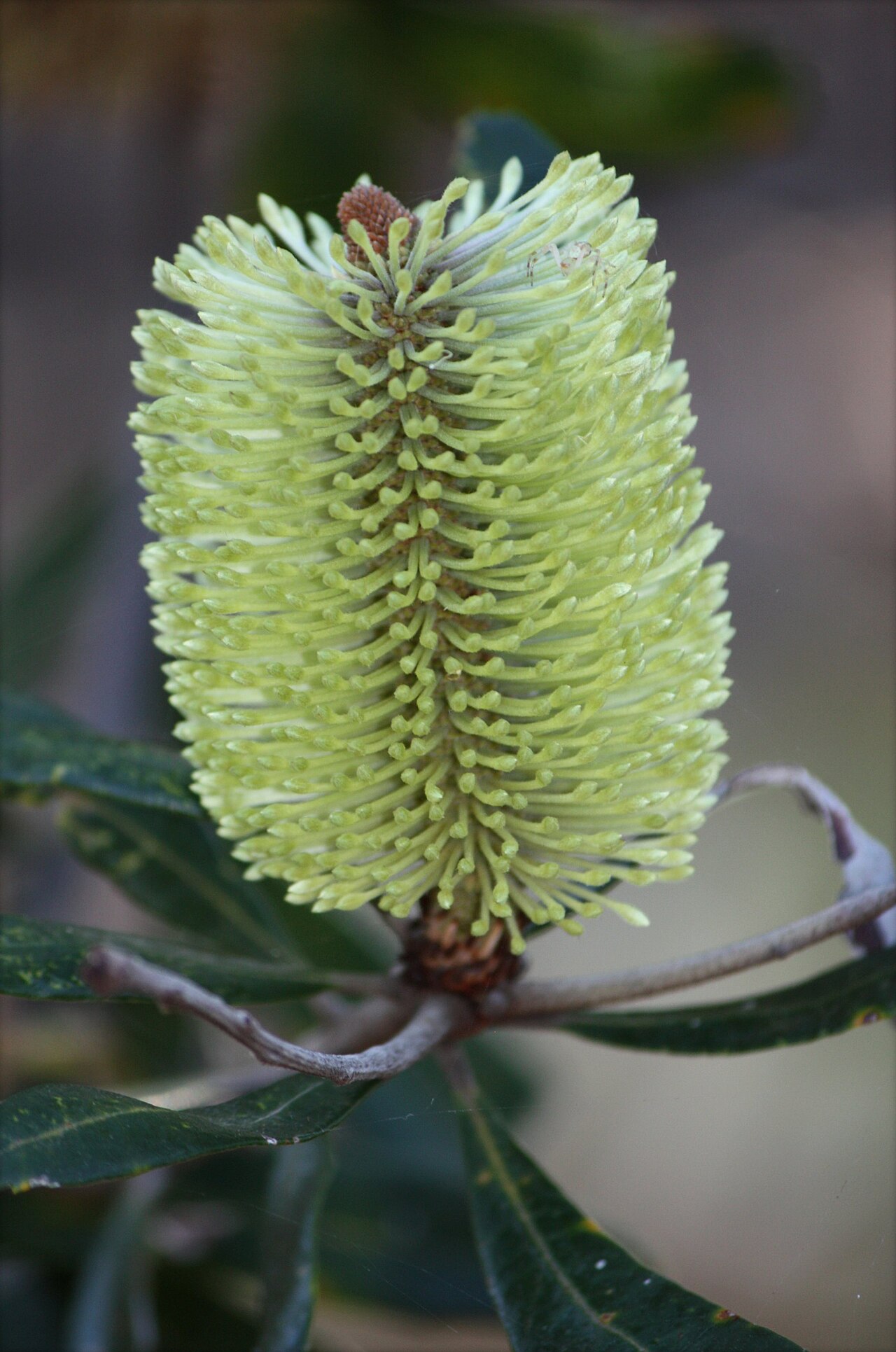 Banksia oblongifolia: A Fern-leaved Banksia at Brisbane Botanic Gardens Mount Coot-tha, Australia.