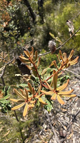 Banksia oblongifolia (Banksia oblongifolia)