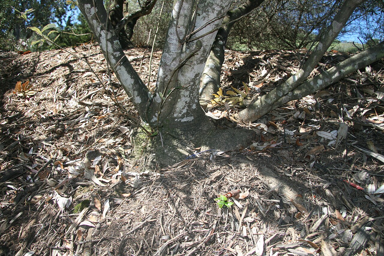 Banksia oblongifolia: Banksia oblongifolia lignotuber, Mt Annan Botanical Gardens