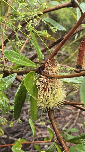 Banksia oblongifolia (Banksia oblongifolia)