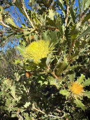 Banksia obovata (Banksia obovata)