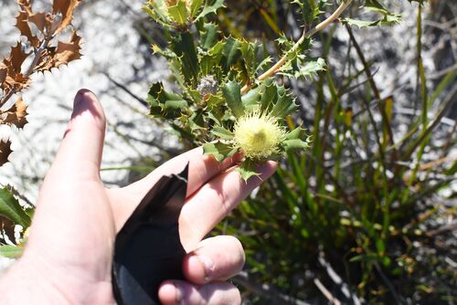 Banksia obovata (Banksia obovata)