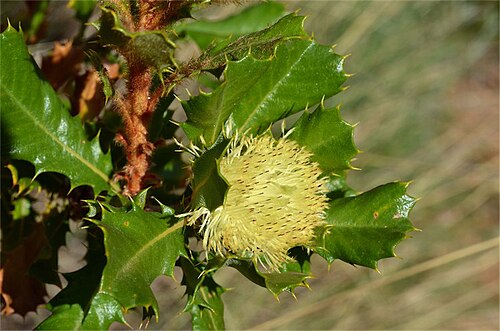 Banksia obovata: Banksia obovata in the Australian National Botanic Gardens, ACT