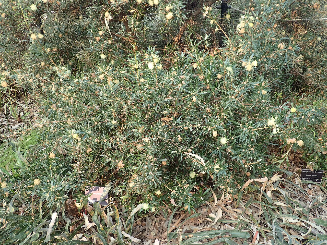 Banksia obovata: Banksia obovata , showing habit in Kings Park Perth, Western Australia