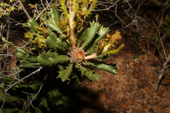 Banksia obovata (Banksia obovata)