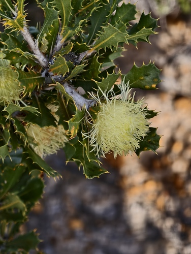 Banksia obovata (Banksia obovata)