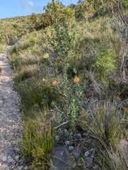 Banksia obovata (Banksia obovata)