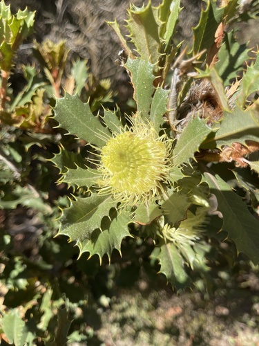 Banksia obovata (Banksia obovata)