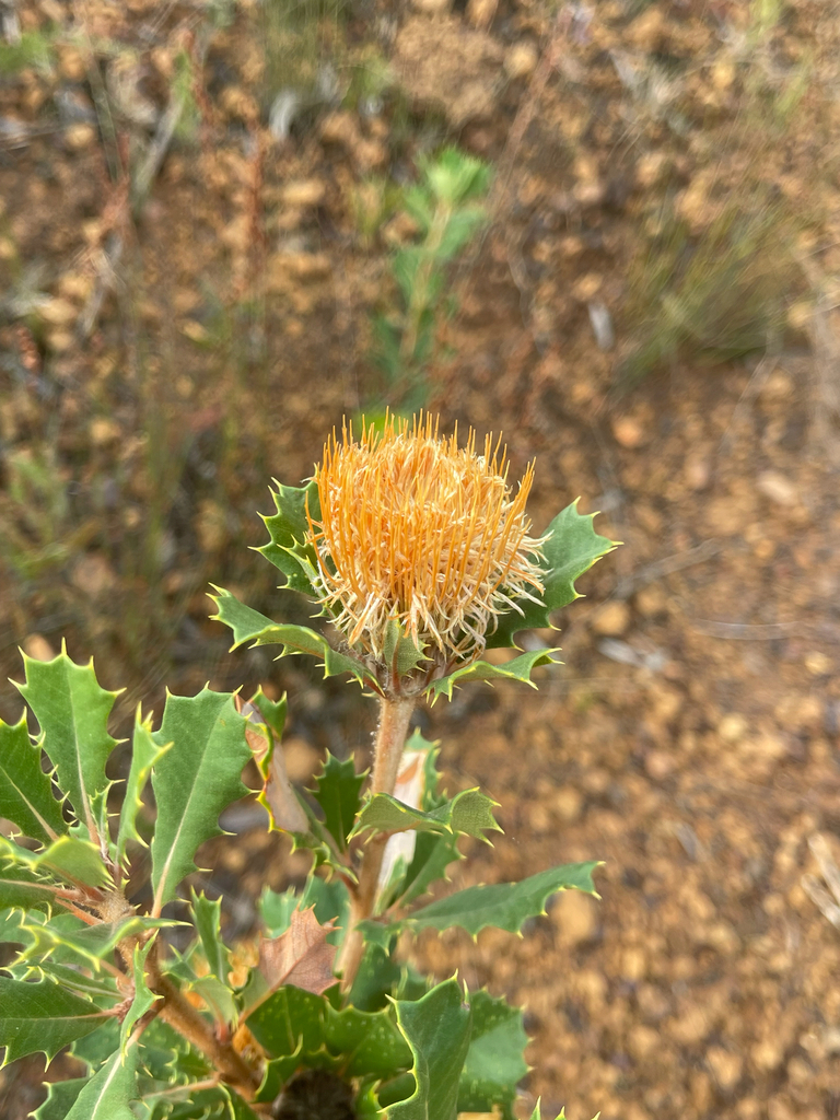 Banksia obovata (Banksia obovata)
