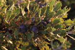 Banksia obovata (Banksia obovata)