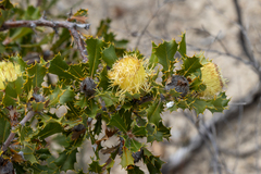 Banksia obovata (Banksia obovata)