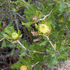 Banksia obovata (Banksia obovata)