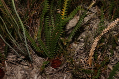 Banksia obtusa (Banksia obtusa)
