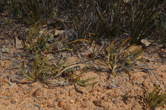 Banksia obtusa (Banksia obtusa)