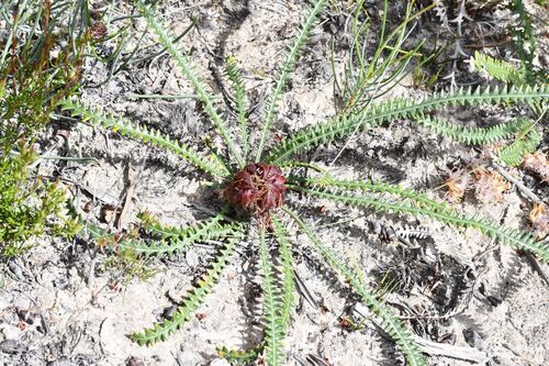 Banksia obtusa (Banksia obtusa)
