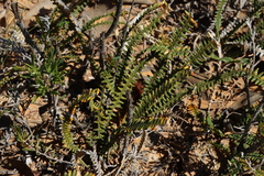 Banksia obtusa (Banksia obtusa)