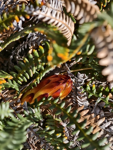 Banksia obtusa (Banksia obtusa)