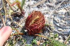 Banksia obtusa (Banksia obtusa)