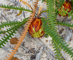Banksia obtusa (Banksia obtusa)