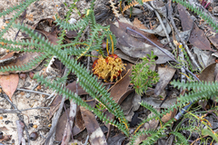 Banksia obtusa (Banksia obtusa)