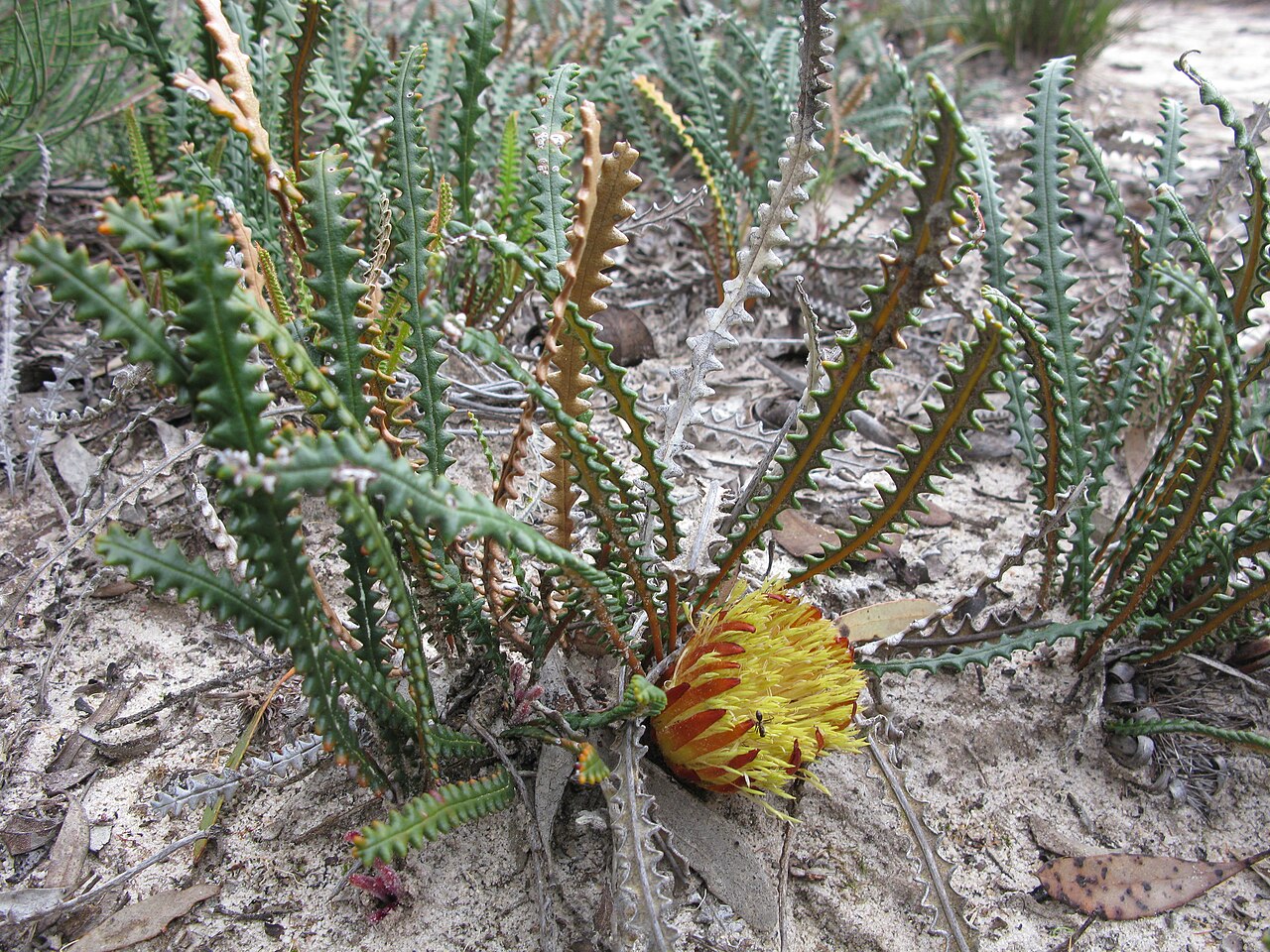 Banksia obtusa: Banksia obtusa Dryandra obtusa (Shining honeypot), Fields Nature Reserve, Esperance, September 2010.
