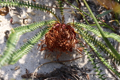Banksia obtusa (Banksia obtusa)