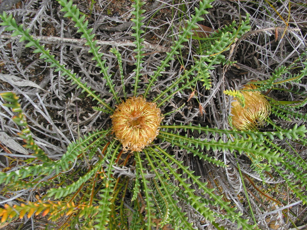 Banksia obtusa (Banksia obtusa)