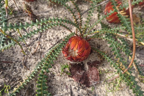 Banksia obtusa (Banksia obtusa)