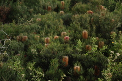Banksia occidentalis (Banksia occidentalis)