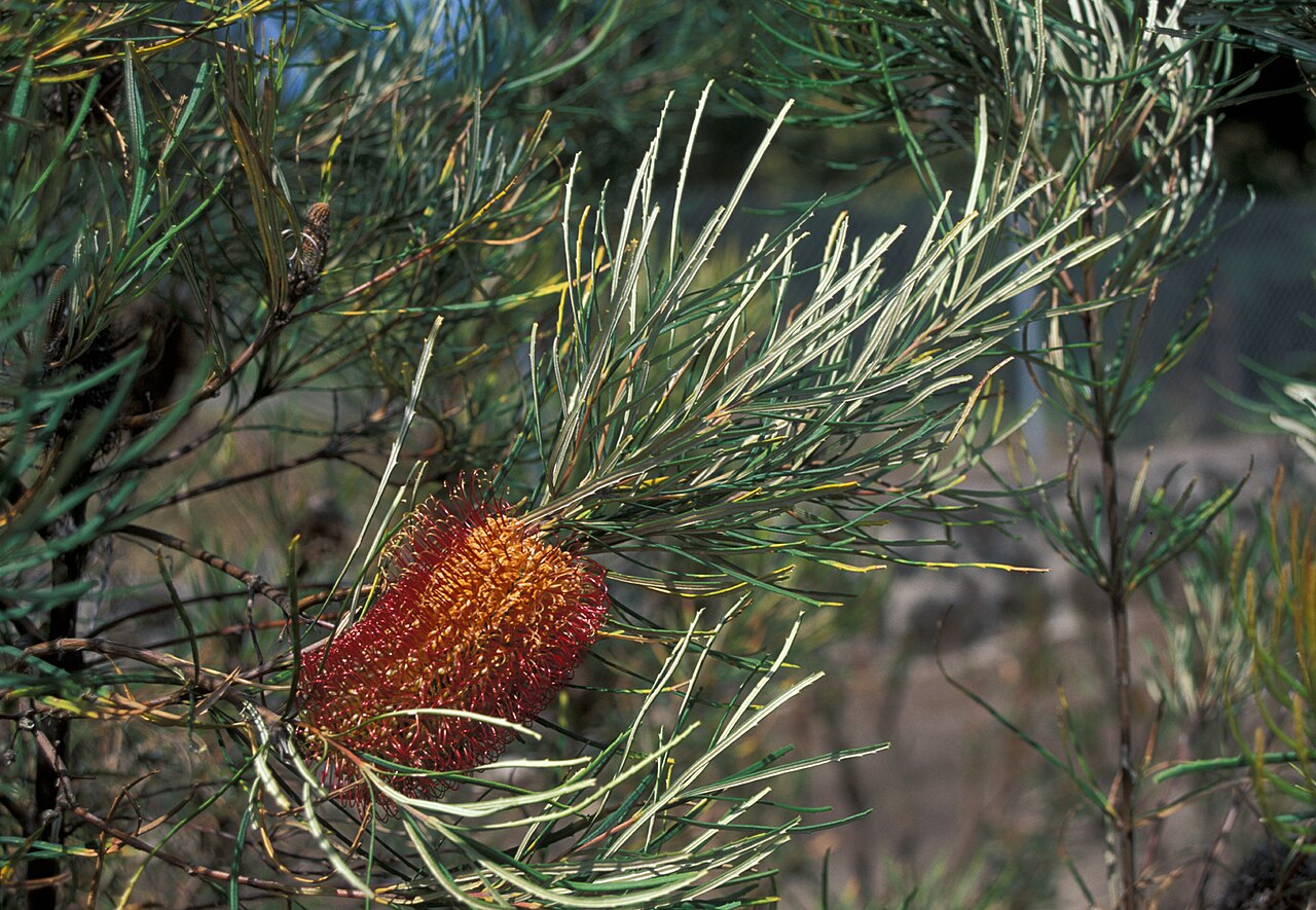 Banksia occidentalis: Banksia sp., maybe Banksia occidentalis (flower). Location: Maui, Kula Experiment Station
