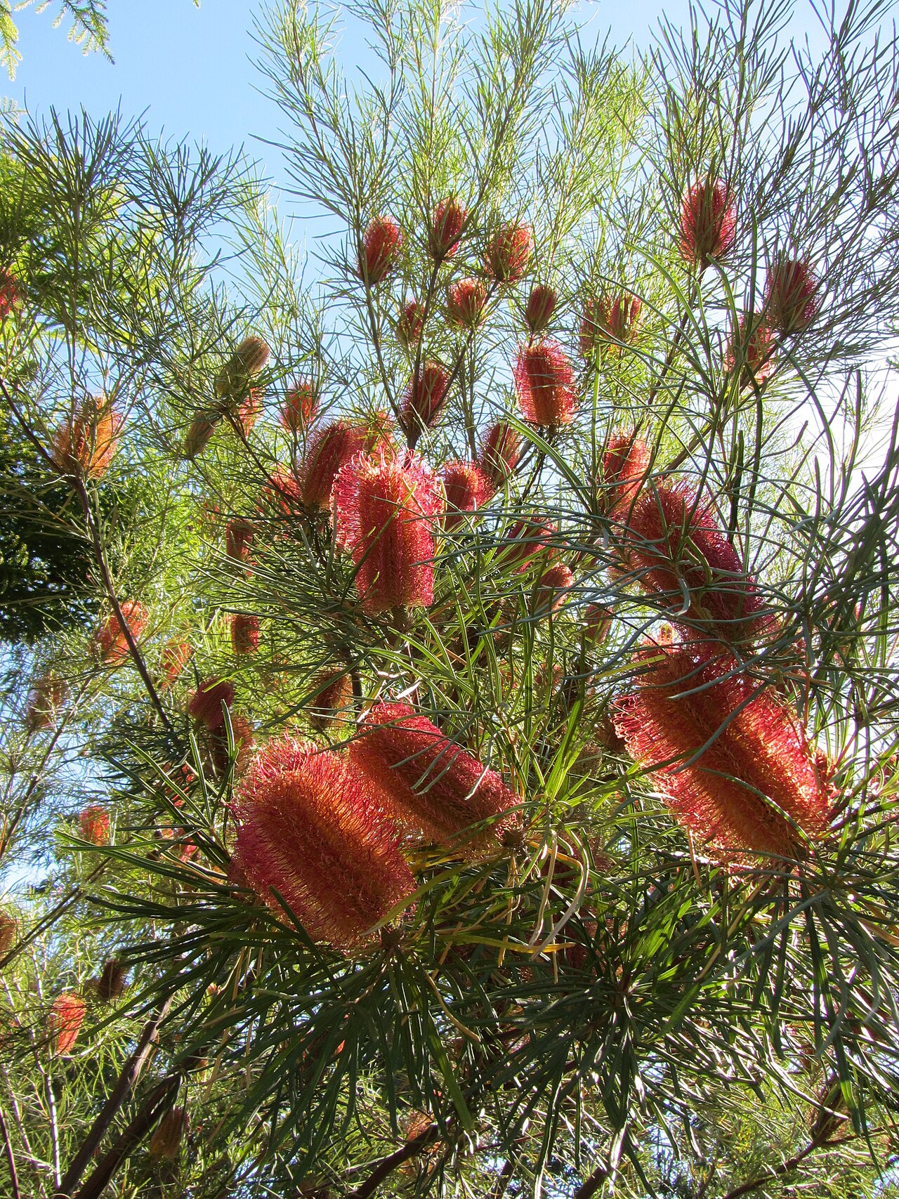 Banksia occidentalis: Banksia occidentalis