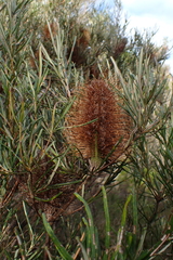 Banksia occidentalis (Banksia occidentalis)