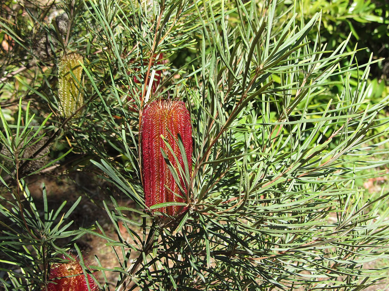 Banksia occidentalis: Banksia occidentalis