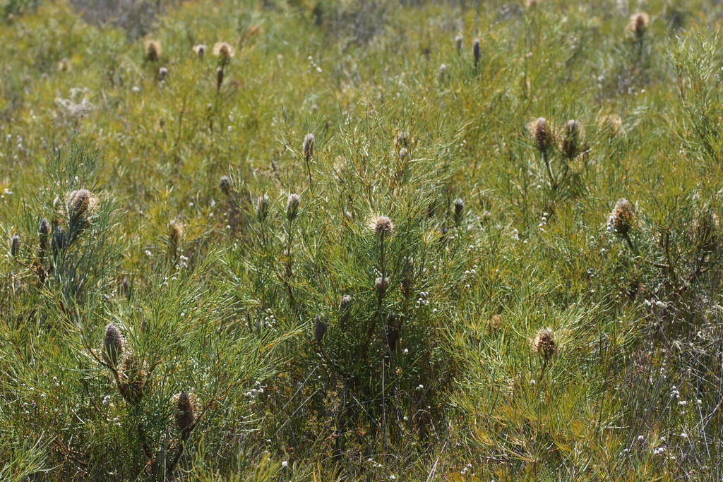 Banksia occidentalis (Banksia occidentalis)