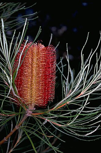 Banksia occidentalis: Banksia occidentalis in the Australian National Botanic Gardens, ACT