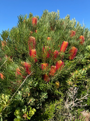 Banksia occidentalis (Banksia occidentalis)