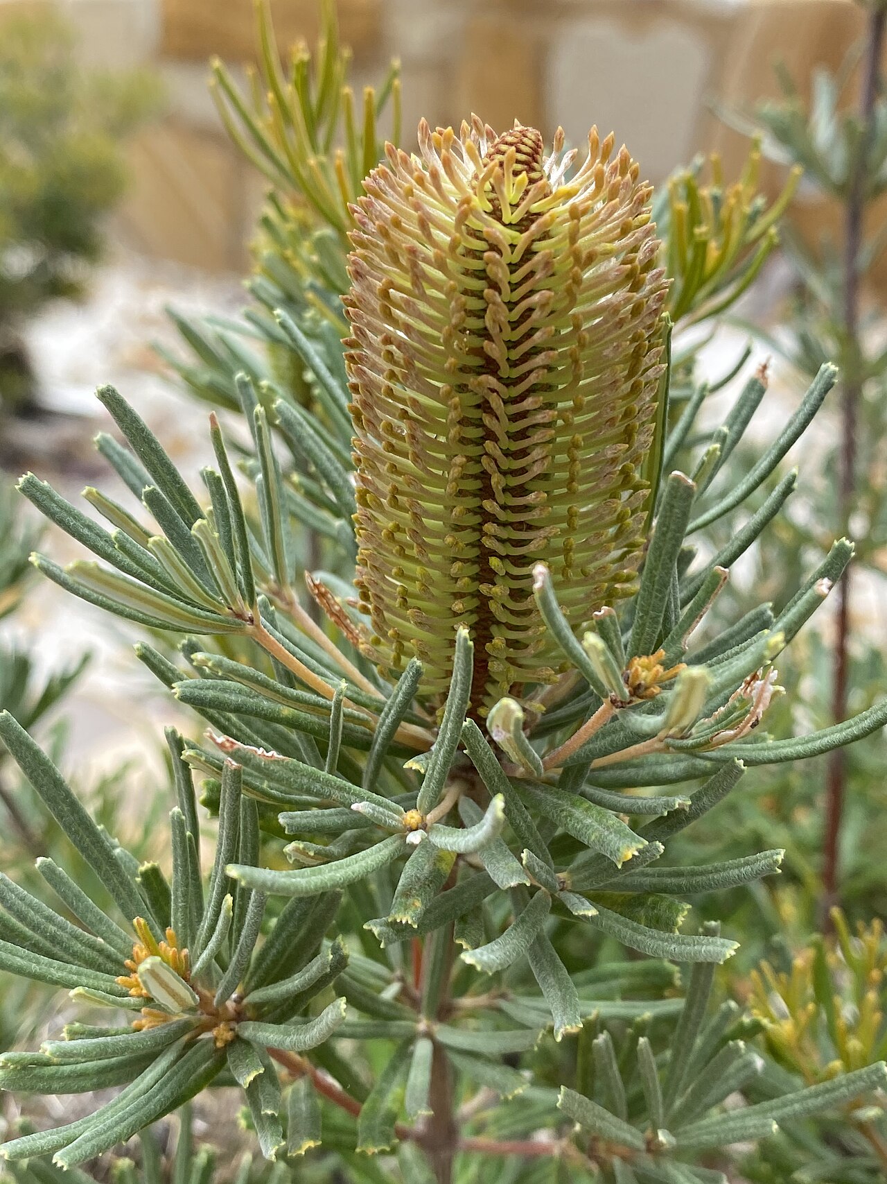 Banksia occidentalis: Banksia occidentalis (mini) cultivated plant growing in the Australian National Botanic Garden