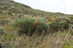 Banksia occidentalis (Banksia occidentalis)