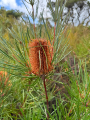 Banksia occidentalis (Banksia occidentalis)