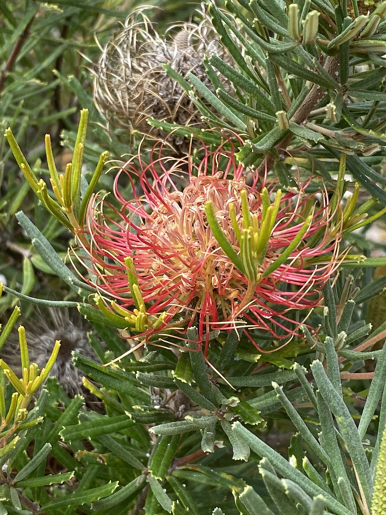 Banksia occidentalis: Banksia occidentalis (mini) cultivated plant growing in the Australian National Botanic Garden