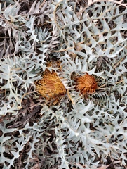 Banksia octotriginta (Banksia octotriginta)