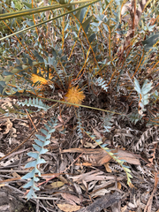 Banksia octotriginta (Banksia octotriginta)
