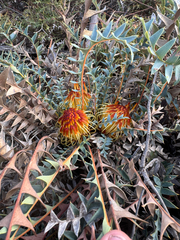 Banksia octotriginta (Banksia octotriginta)