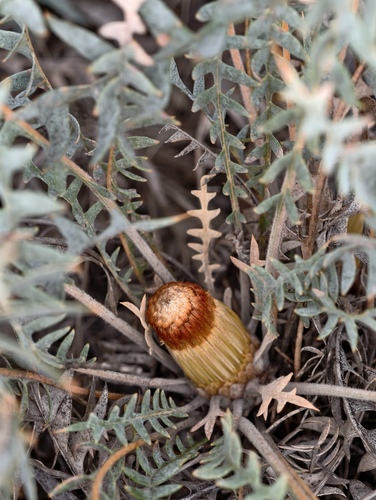 Banksia octotriginta (Banksia octotriginta)