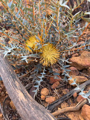 Banksia octotriginta (Banksia octotriginta)