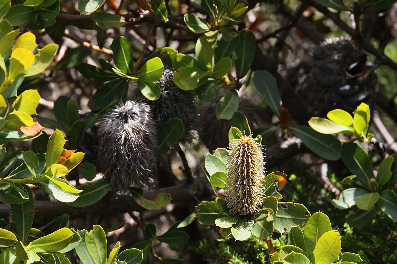 Banksia oreophila: Banksia oreophila taken on the slopes of Bluff Knoll, about 100m (in altitude) below the summit, Stirling Range National Park, WA