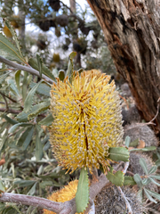 Banksia ornata (Banksia ornata)