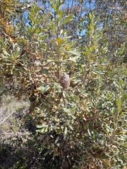 Banksia ornata (Banksia ornata)