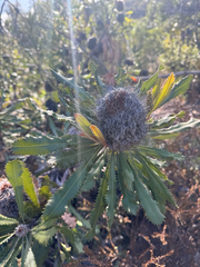 Banksia ornata (Banksia ornata)